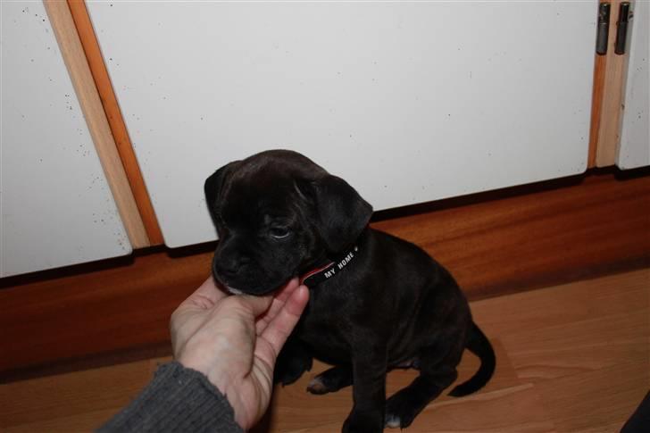 Staffordshire bull terrier Tovdal Salt 'N' Pepper billede 1