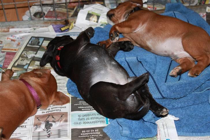 Staffordshire bull terrier Tovdal Salt 'N' Pepper billede 2