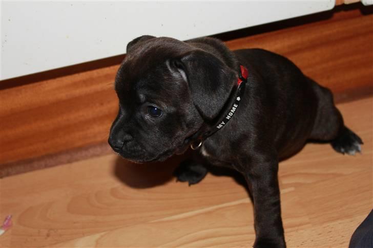 Staffordshire bull terrier Tovdal Salt 'N' Pepper billede 3