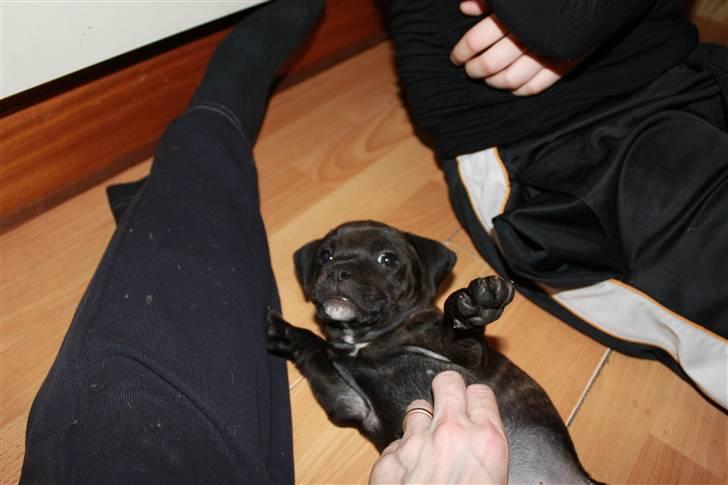 Staffordshire bull terrier Tovdal Salt 'N' Pepper billede 4