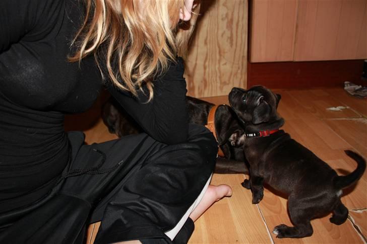 Staffordshire bull terrier Tovdal Salt 'N' Pepper billede 5