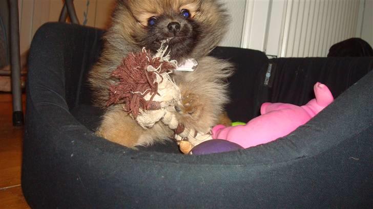 Pomeranian Nelli billede 16