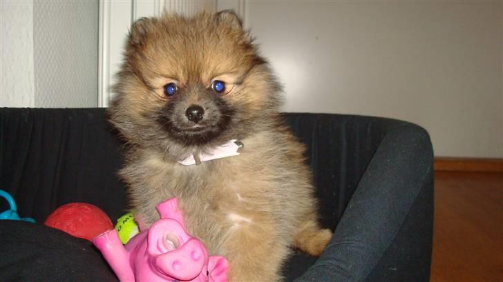 Pomeranian Nelli billede 17