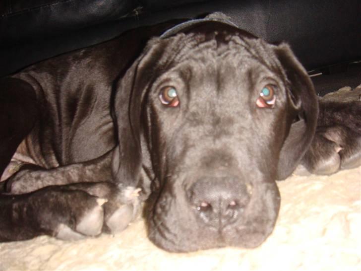 Grand danois Goofy billede 1