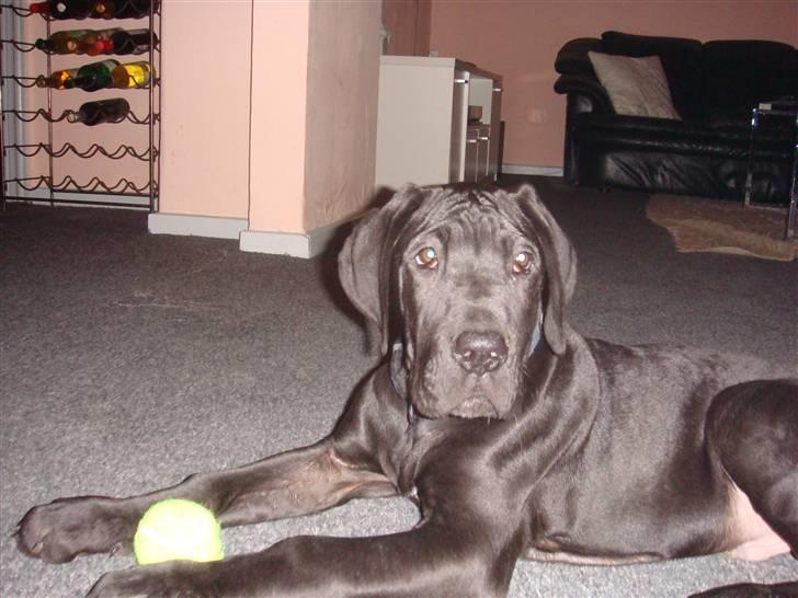 Grand danois Goofy billede 2