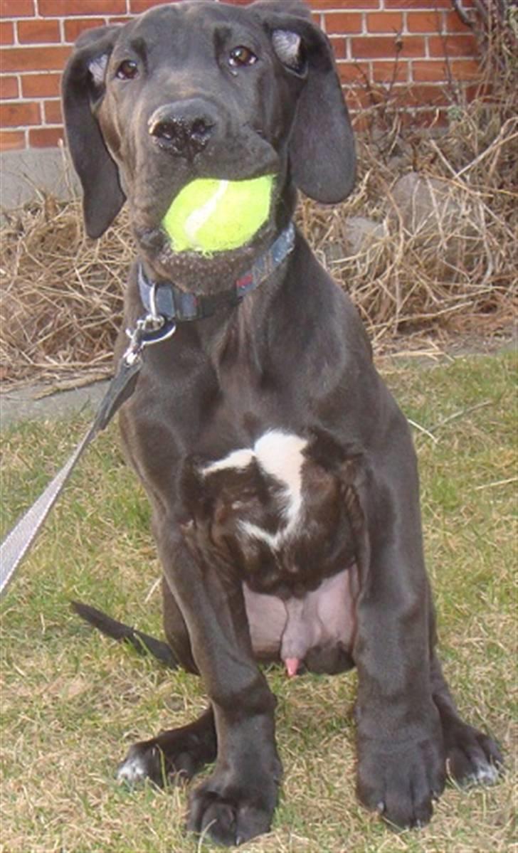 Grand danois Goofy billede 4