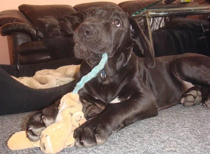 Grand danois Goofy billede 5