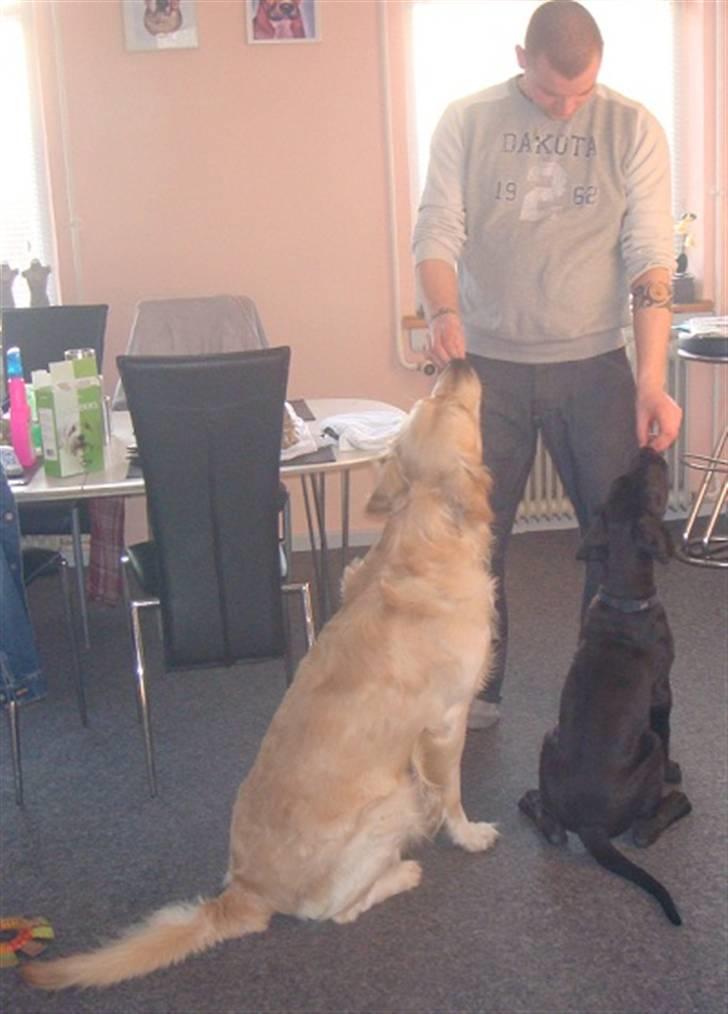 Grand danois Goofy billede 6