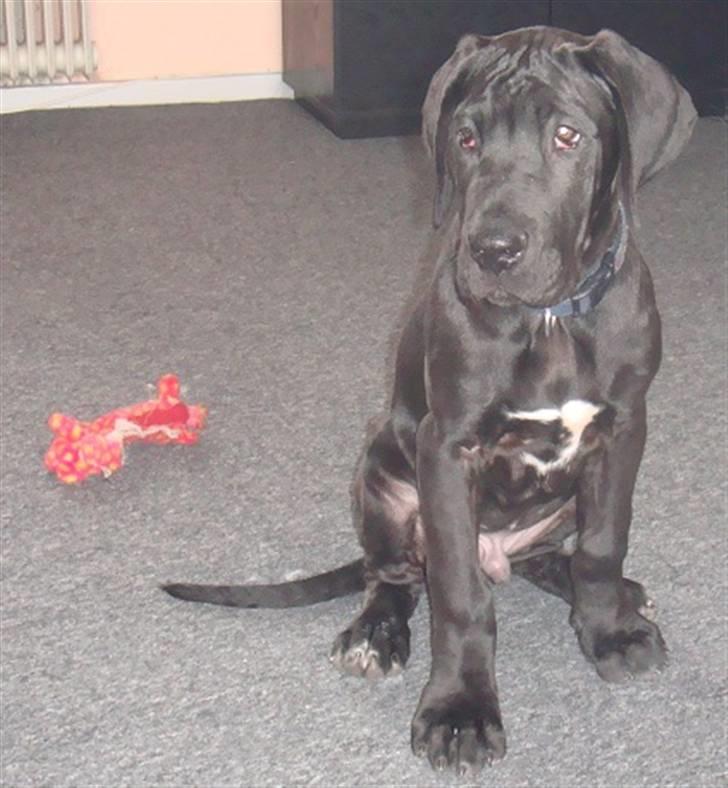 Grand danois Goofy billede 7