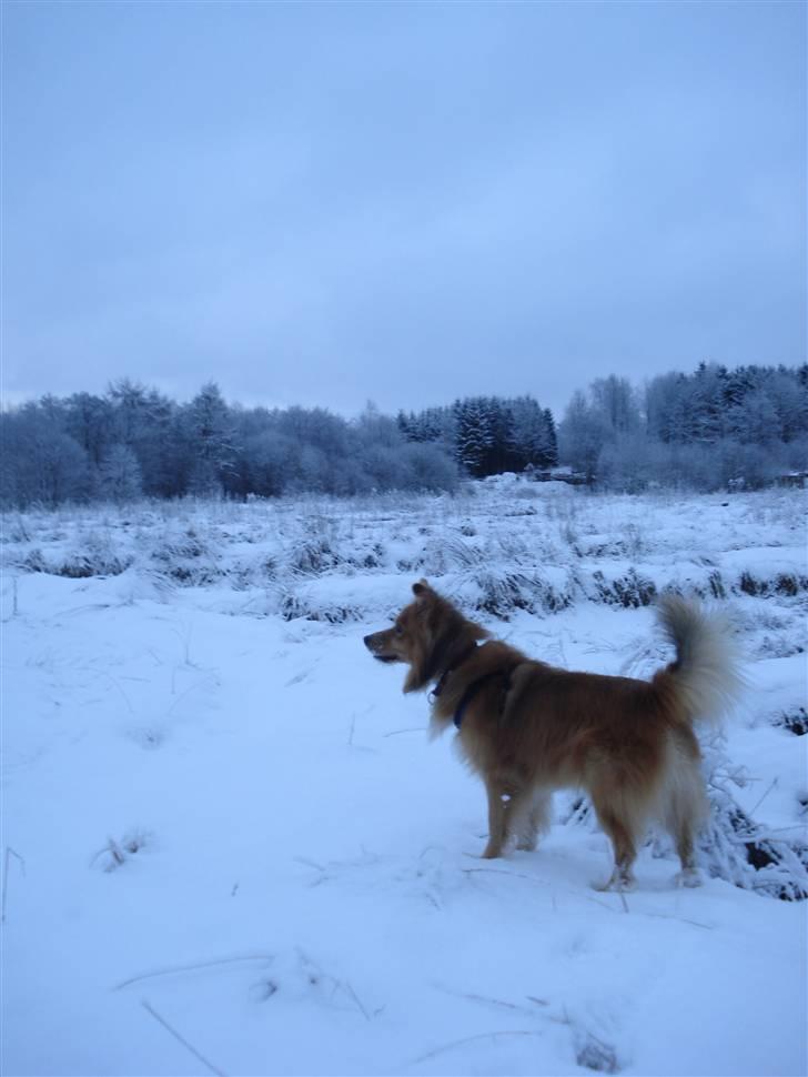 Blanding af racer Zico - "Mor og far har købt et nyt hus til mig - herfra kan jeg overskue mit nye uendelige territorie." Vinteren, 2011 billede 16