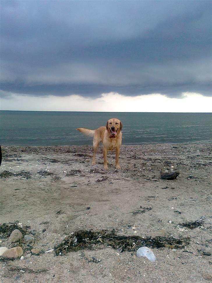 Labrador retriever Bamse - så er jeg klar til bolden,mor billede 1