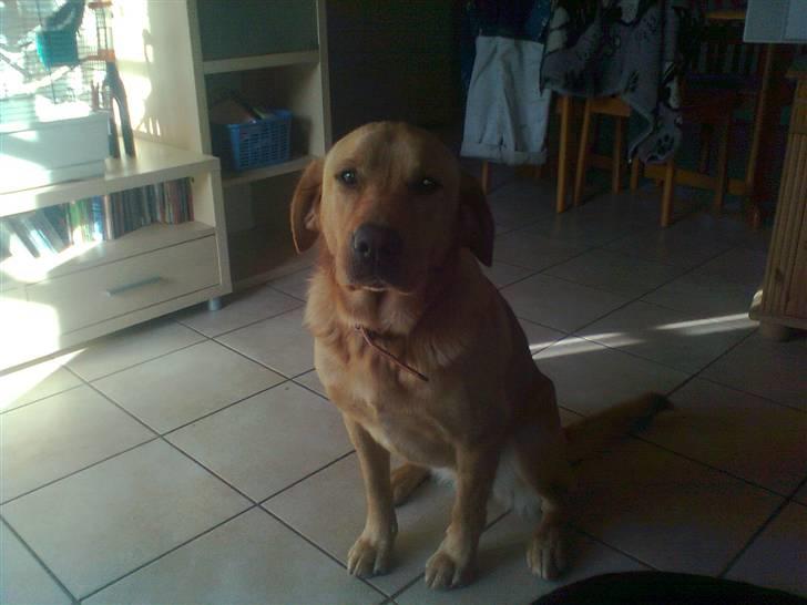Labrador retriever Bamse - godbid  nu? billede 2