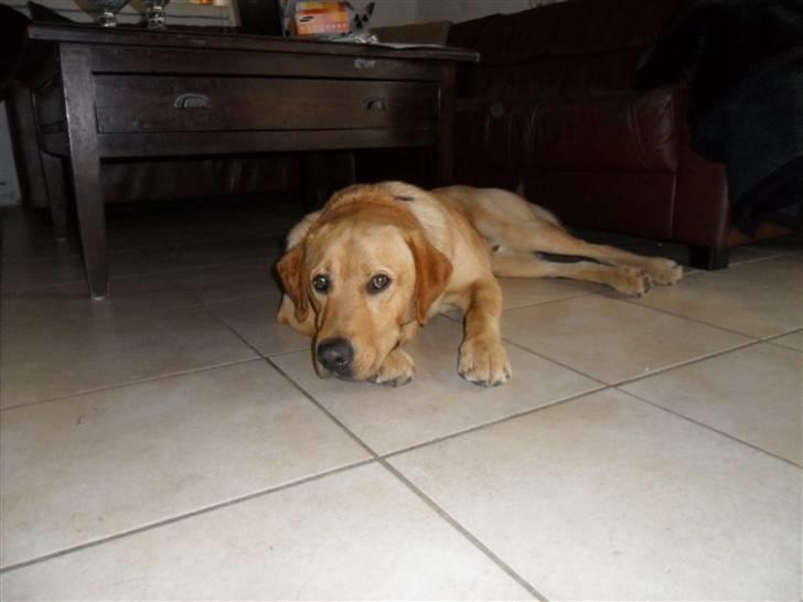 Labrador retriever Bamse - Ih altså,jeg vil altså ud og lege billede 3