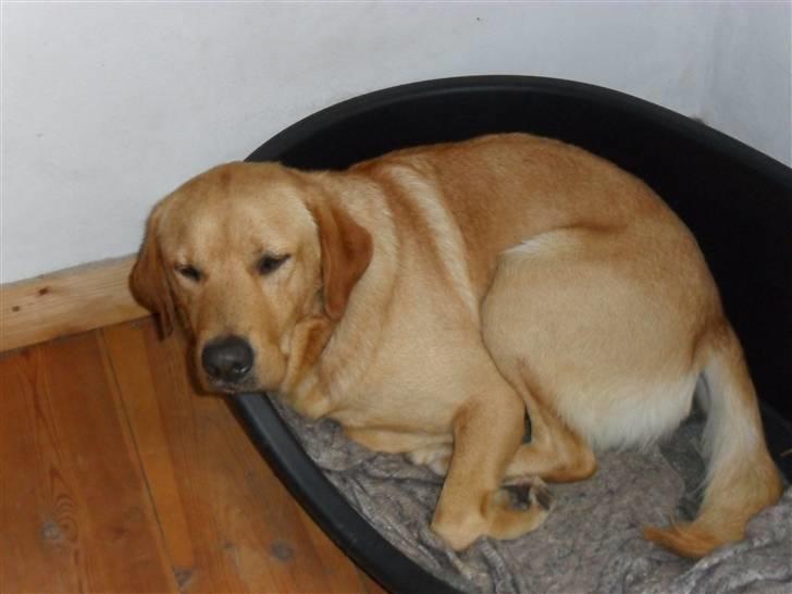 Labrador retriever Bamse - er nu godt med en morfar billede 4