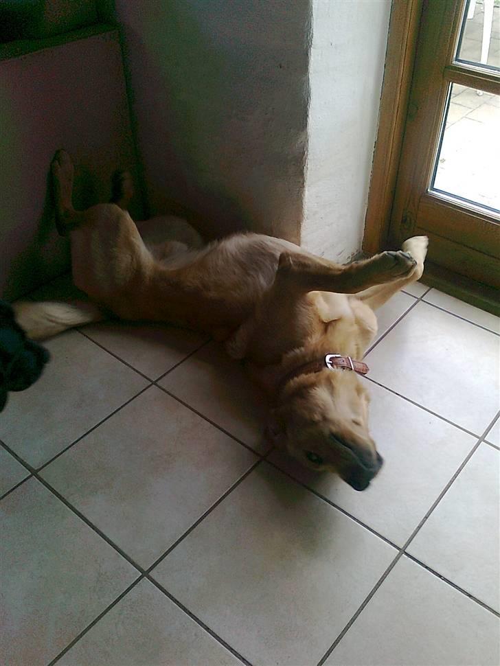 Labrador retriever Bamse - sådan kan man også ligge billede 5