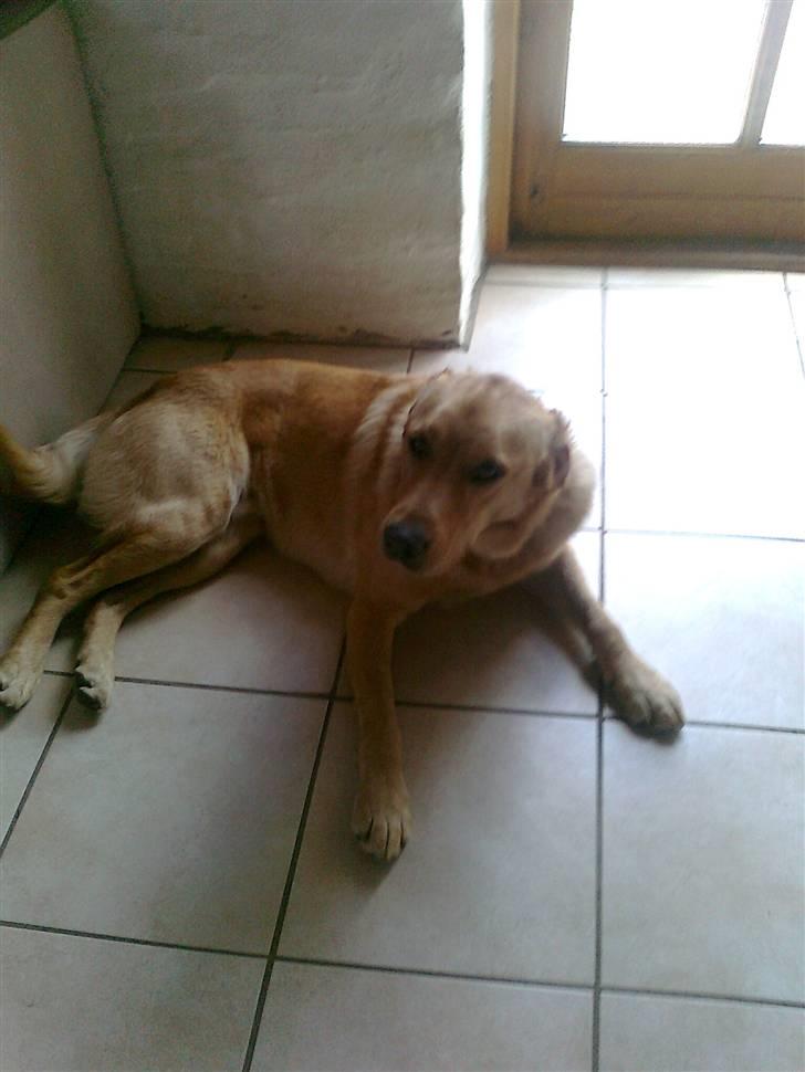 Labrador retriever Bamse billede 6