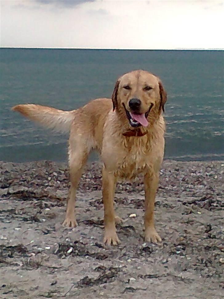 Labrador retriever Bamse - ja flot er jeg billede 7