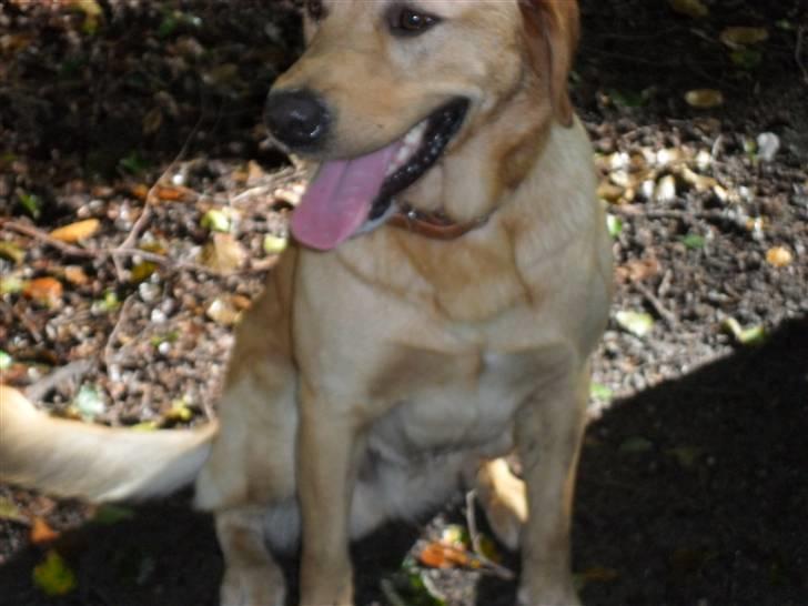 Labrador retriever Bamse billede 8