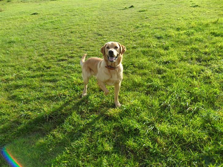 Labrador retriever Bamse billede 9