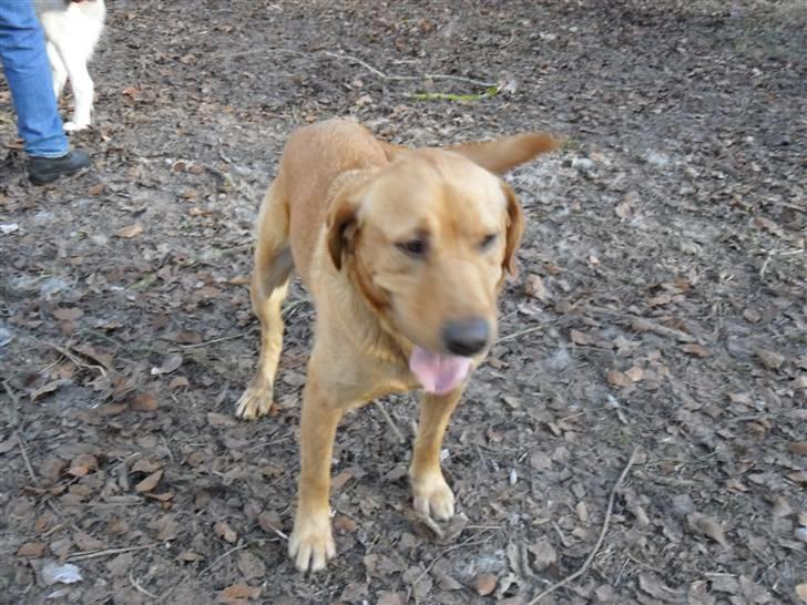 Labrador retriever Bamse billede 10