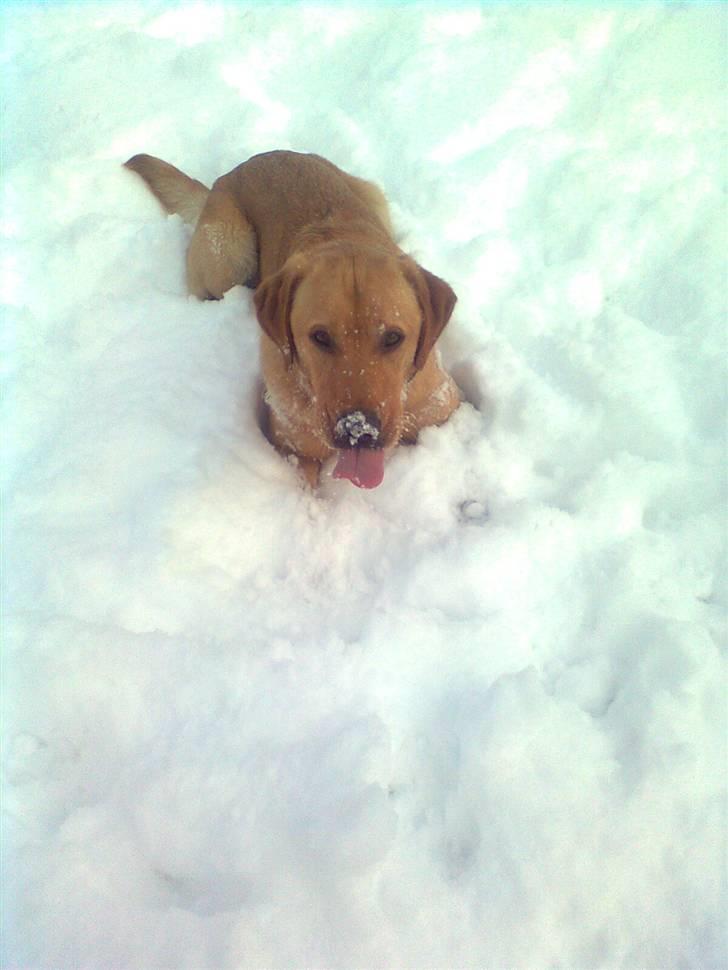 Labrador retriever Bamse billede 11