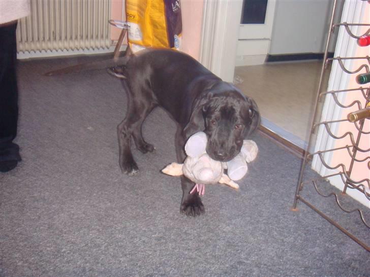 Grand danois Goofy billede 8