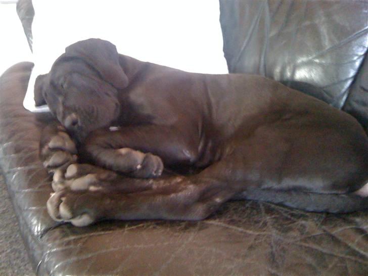 Grand danois Goofy billede 9