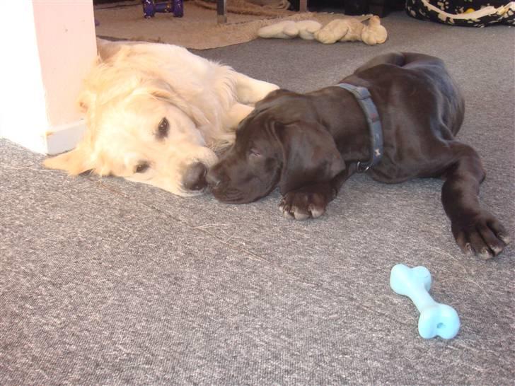 Grand danois Goofy billede 10