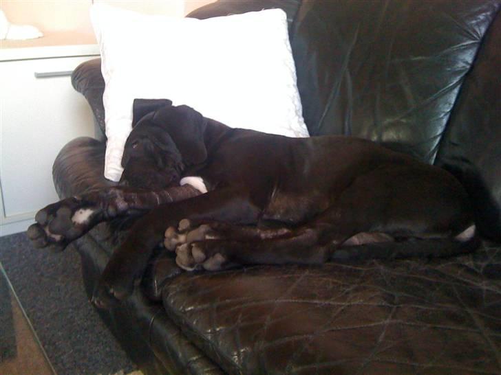 Grand danois Goofy billede 11