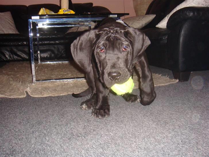 Grand danois Goofy billede 12