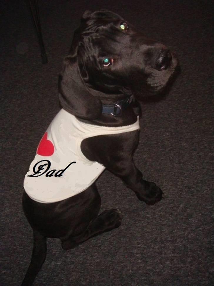 Grand danois Goofy billede 13