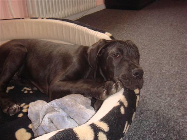 Grand danois Goofy billede 14