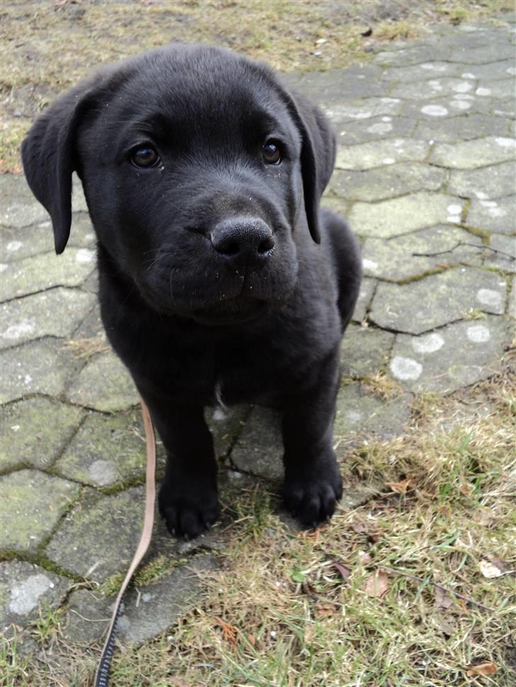 Blanding af racer Ziggi billede 17