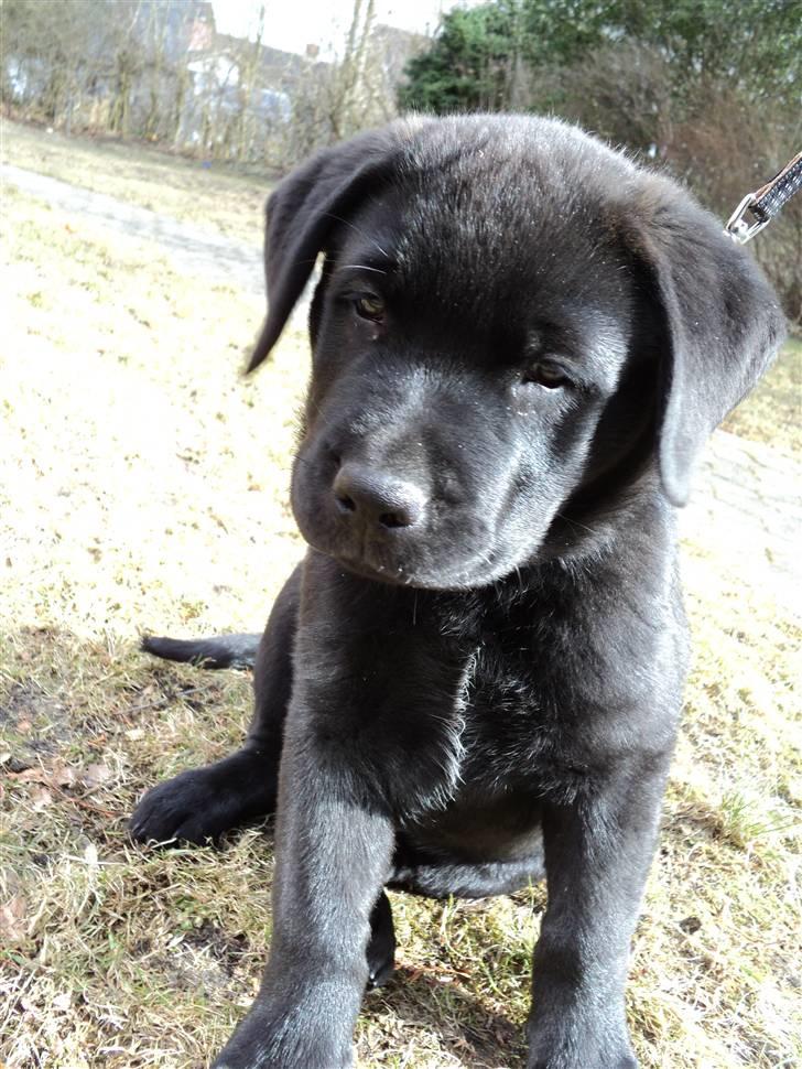 Blanding af racer Ziggi billede 18