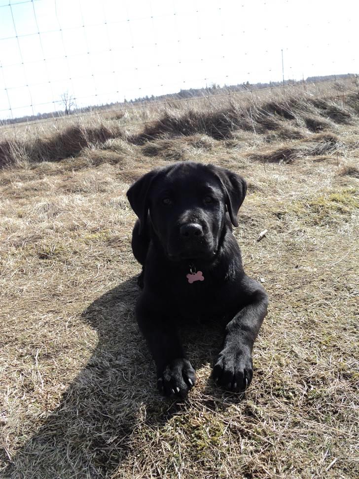 Blanding af racer Ziggi billede 19