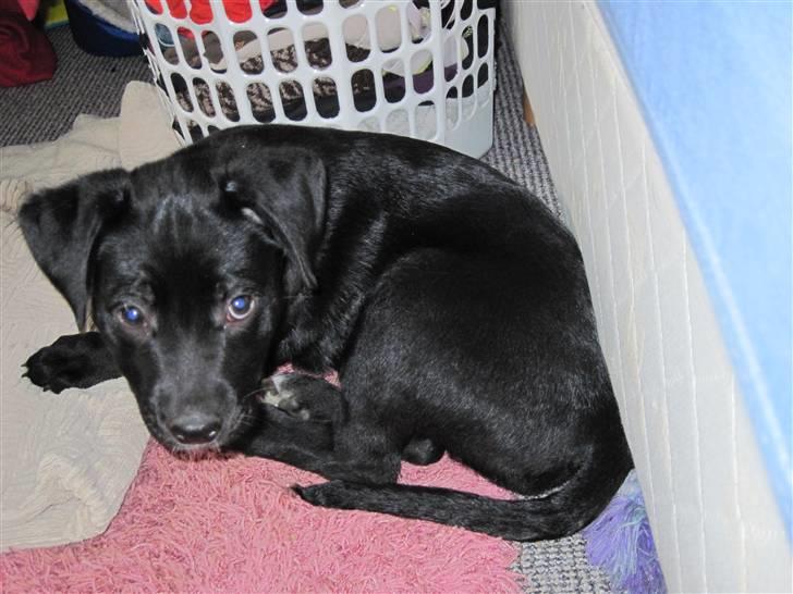 Blanding af racer tulle billede 1