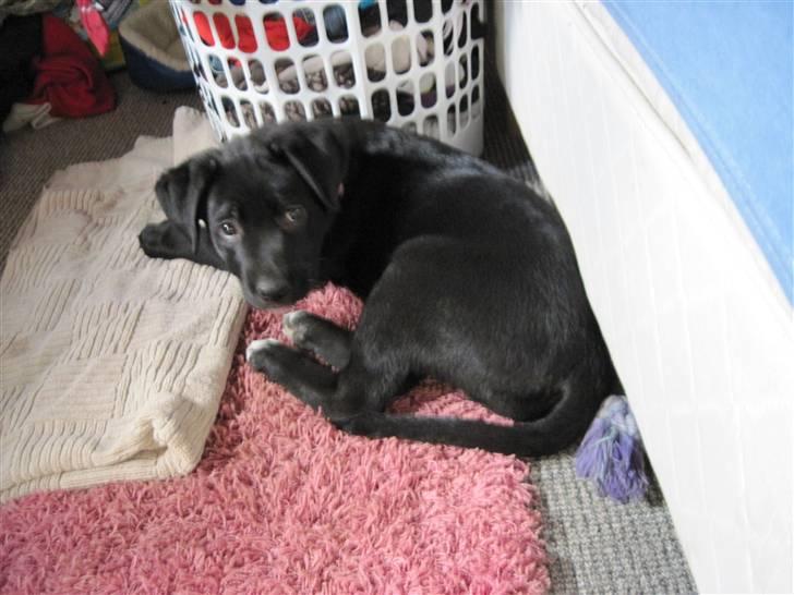 Blanding af racer tulle billede 2