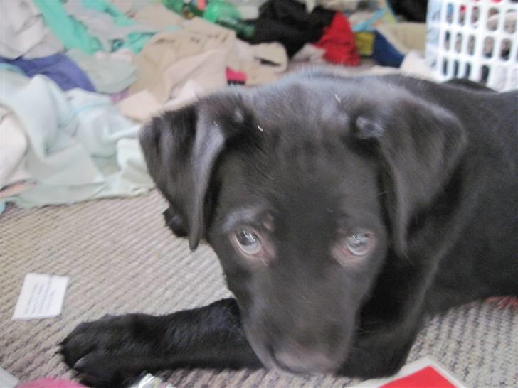 Blanding af racer tulle billede 3