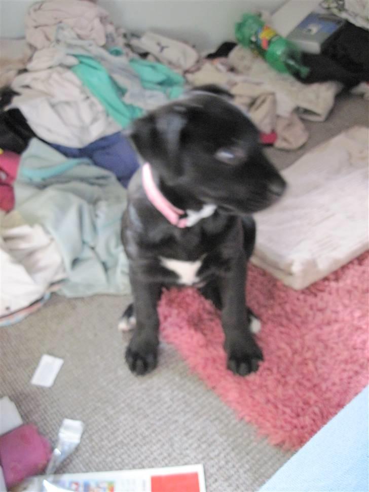 Blanding af racer tulle billede 4