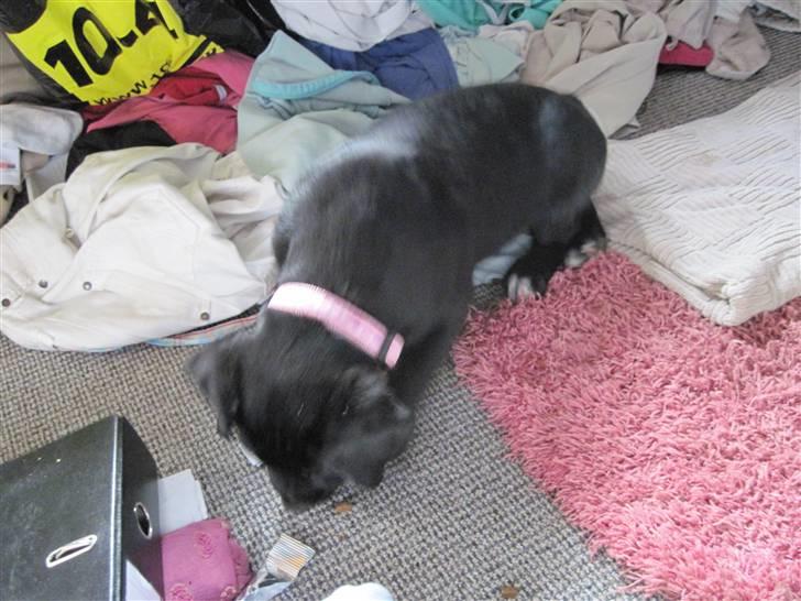 Blanding af racer tulle billede 5