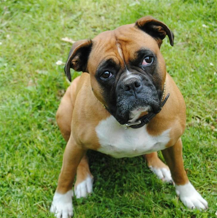 Boxer Susi - Et gammelt billed af Susi 2010. billede 2