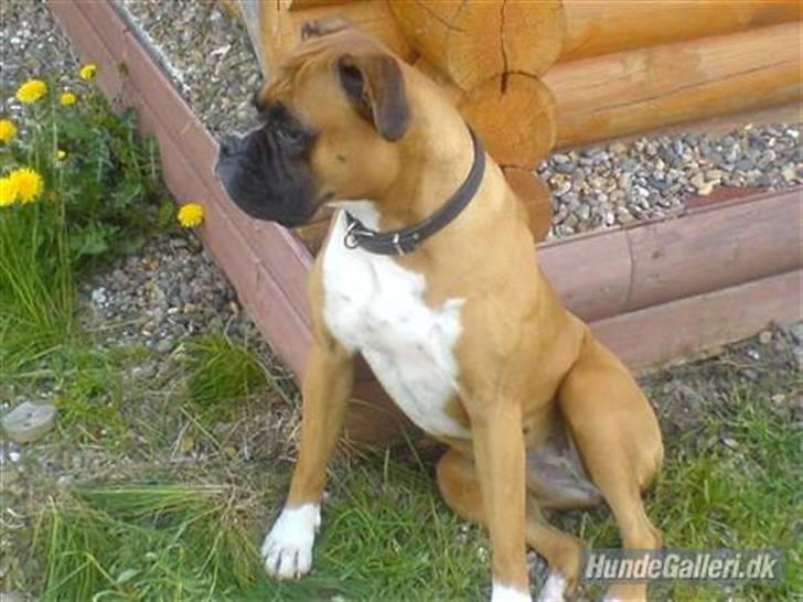 Boxer Susi - 2008 billede 3