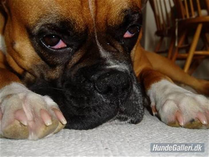 Boxer Susi - 2009 billede 4