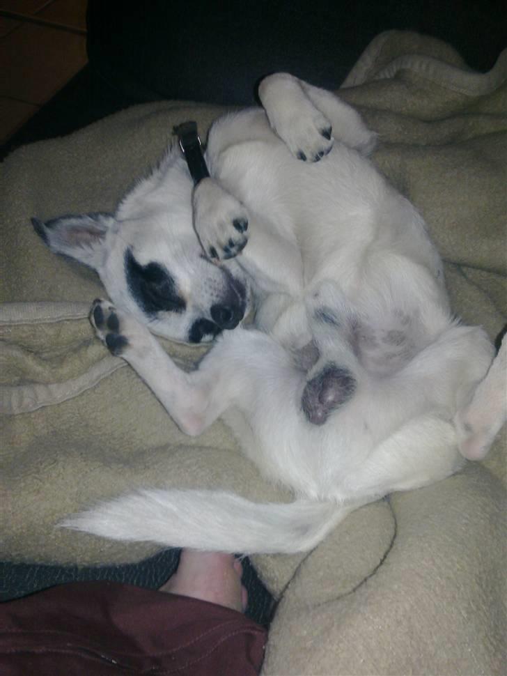 Chihuahua Bobo - Ahr,så har vi det godt billede 6