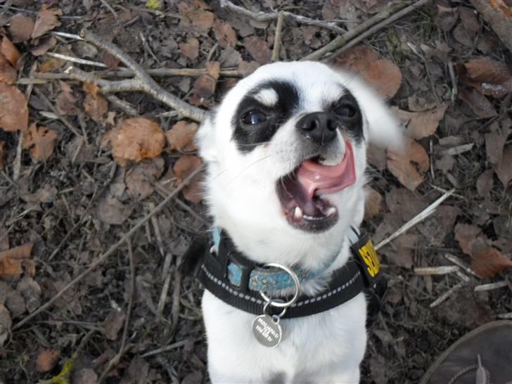 Chihuahua Bobo - lige fanget i det rette øjeblik billede 7