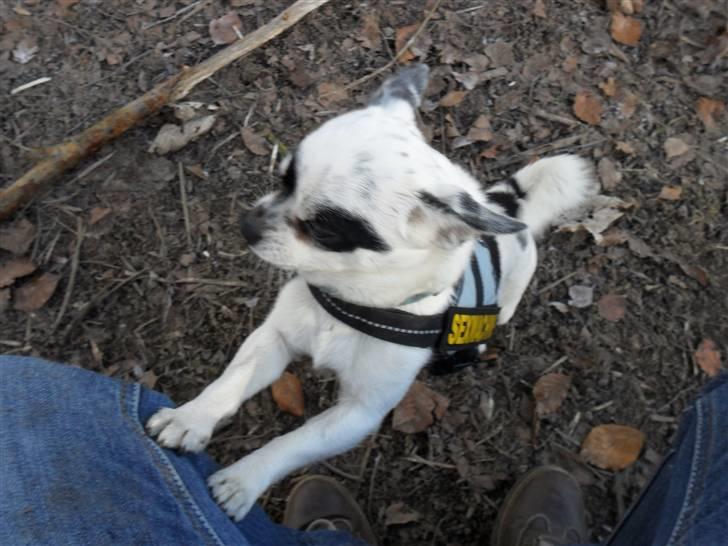 Chihuahua Bobo - mor op op op billede 8