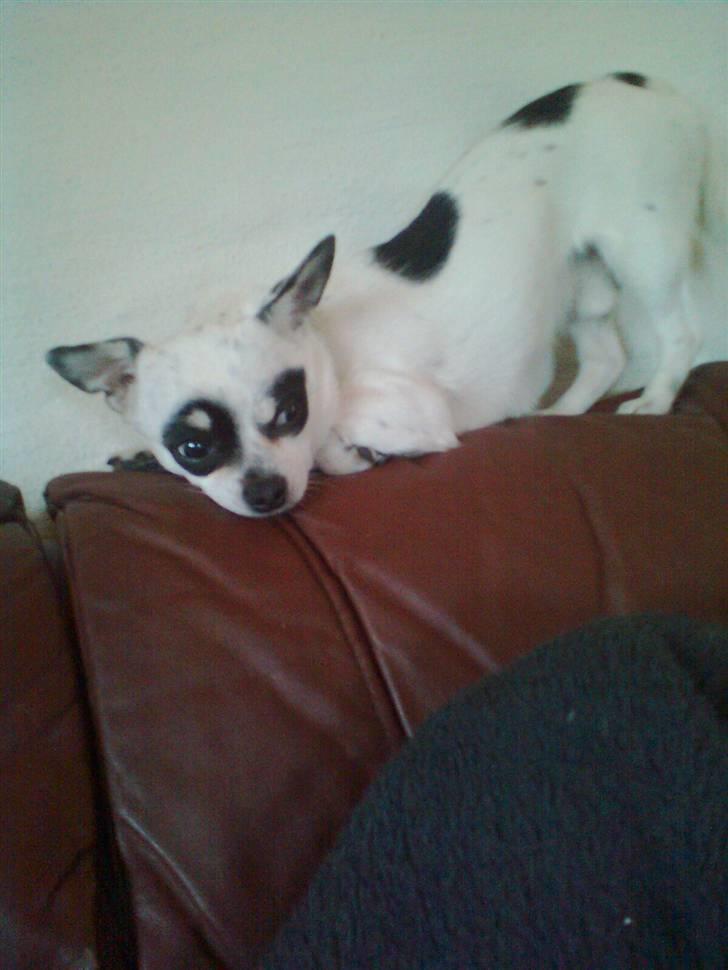 Chihuahua Bobo - Bobo s bedste sove stilling.... han er underlig hehe billede 9