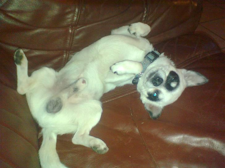 Chihuahua Bobo - Sådan ligger pigerne i maj.... billede 10