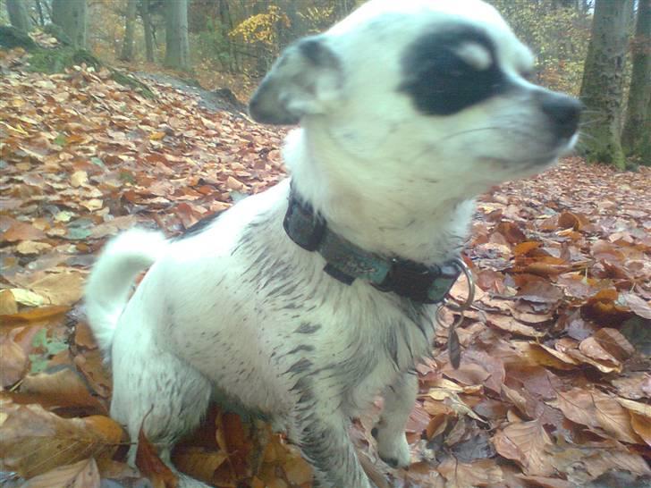 Chihuahua Bobo - På skovtur og blevet godt beskidt billede 11