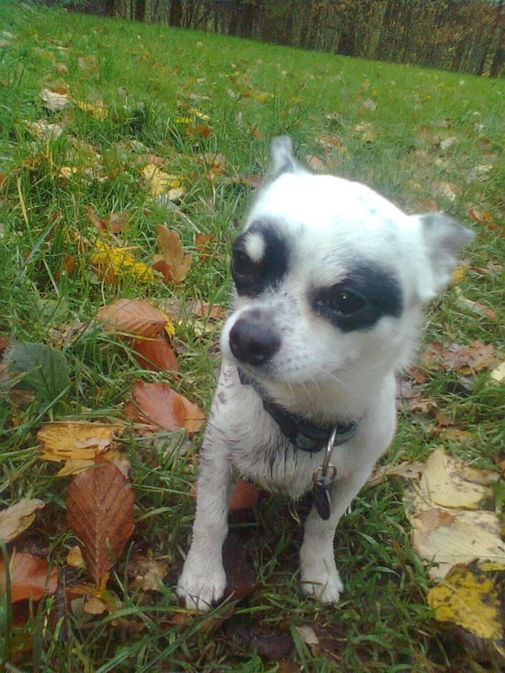 Chihuahua Bobo - jeg er bare så fin billede 12